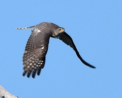 Micronisus gabar gabar