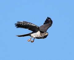 Micronisus gabar gabar