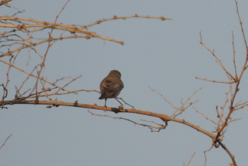 Acrocephalidae