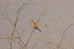 Cercotrichas galactotes