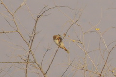 Cercotrichas galactotes