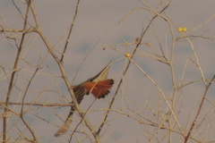 Cercotrichas galactotes