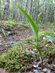 Pterostylis irwinii