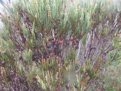 Allocasuarina monilifera