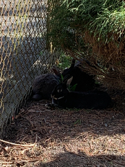 Oryctolagus cuniculus