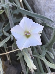 Convolvulus equitans equitans