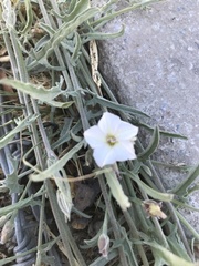 Convolvulus equitans equitans