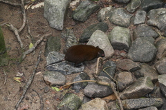 Hypsiprymnodon moschatus