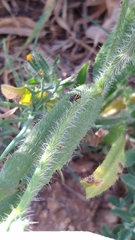 Plagiognathus moerens