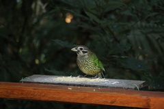 Ailuroedus maculosus