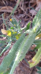 Plagiognathus moerens