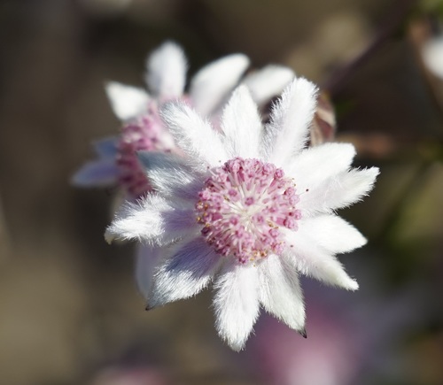 Actinotus forsythii, photograph 4