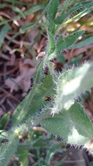 Plagiognathus moerens