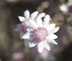 Actinotus forsythii, photograph (c) Tim, some rights reserved (CC BY)