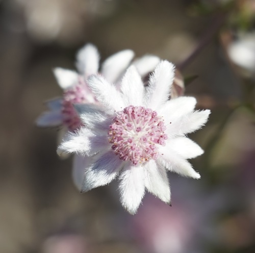 Actinotus forsythii, photograph 6