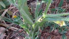 Plagiognathus moerens