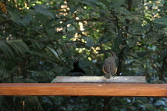 Ptiloris victoriae