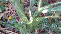 Plagiognathus moerens