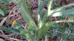 Plagiognathus moerens