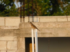 Turdus grayi