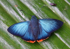 Chalypyge zereda