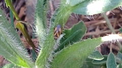 Plagiognathus moerens