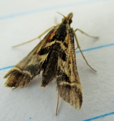 Diasemia grammalis