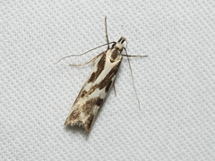 Epithymema incomposita