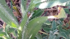 Plagiognathus moerens