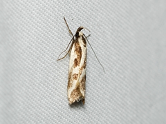 Epithymema incomposita