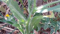 Plagiognathus moerens