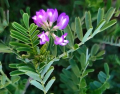 Astragalus nuttallianus