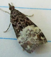 Scoparia minusculalis