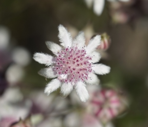 Actinotus forsythii, photograph 2