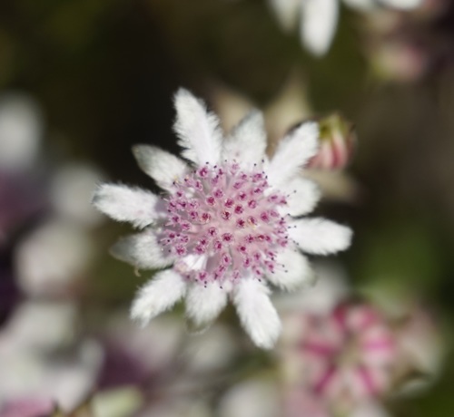 Actinotus forsythii, photograph 3