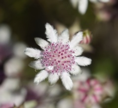 Actinotus forsythii, photograph (c) Tim, some rights reserved (CC BY)