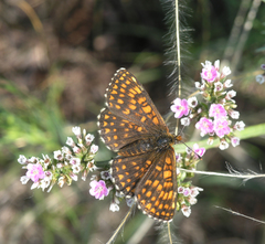Melitaea menetriesi centralasiae