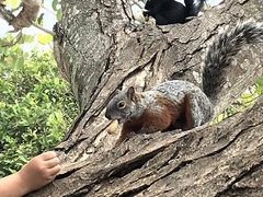 Sciurus aureogaster
