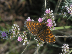 Melitaea menetriesi centralasiae