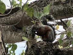 Sciurus aureogaster