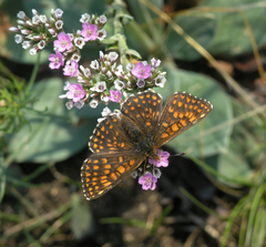 Melitaea menetriesi centralasiae