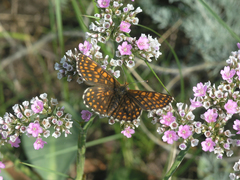 Melitaea menetriesi centralasiae