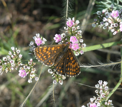 Melitaea menetriesi centralasiae