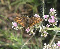Melitaea menetriesi centralasiae