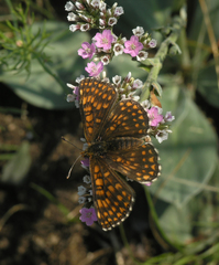 Melitaea menetriesi centralasiae
