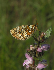 Melitaea menetriesi centralasiae
