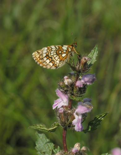 Melitaea menetriesi