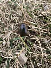 Dytiscus cordieri