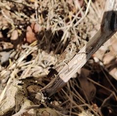 Schistocerca nitens