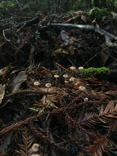 Gymnopus sequoiae image